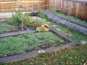 backyard cover crops